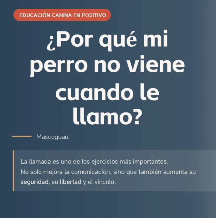 ¿POR QUÉ MI PERRO NO VIENE CUANDO LE LLAMO?