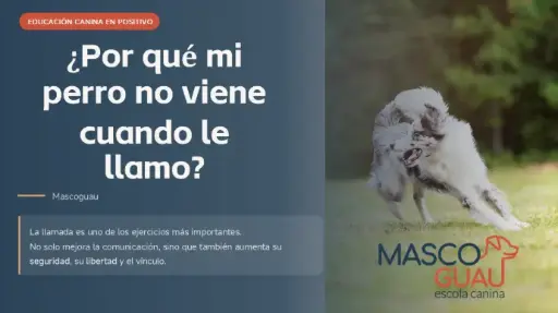 ¿POR QUÉ MI PERRO NO VIENE CUANDO LE LLAMO?