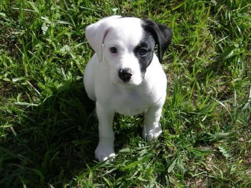 GUÍA PARA CACHORROS